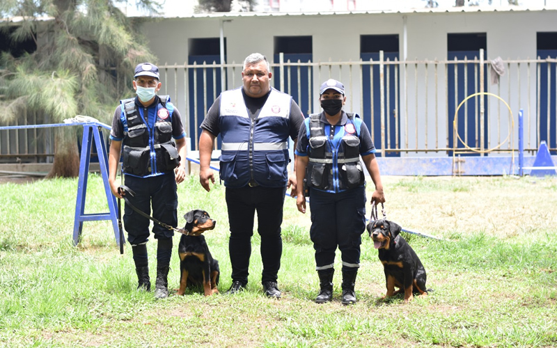 Imagen principal de la nota de prensa: Siete cachorros de la Brigada Canina se preparan para resguardar la Seguridad en Jesús María